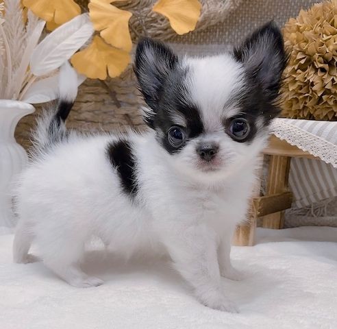 Chihuahua-Welpe zur Adoption