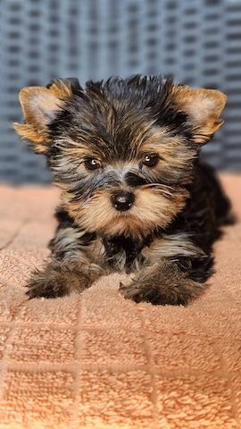 Yorshire Terrier Welpen mit Papieren