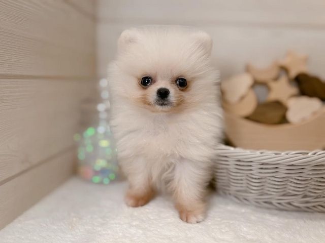 Pomeranian-Welpe zur Adoption