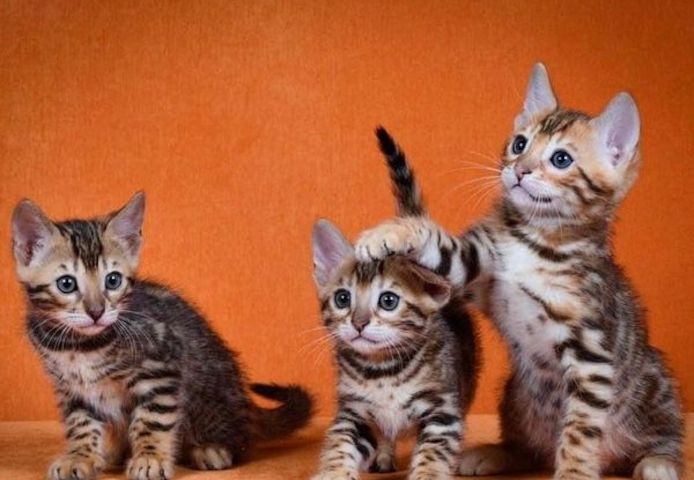 Bengalkätzchen mit wunderschöner Zeichnung