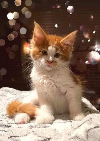 Reinrassige Traum Maine Coon Kitten