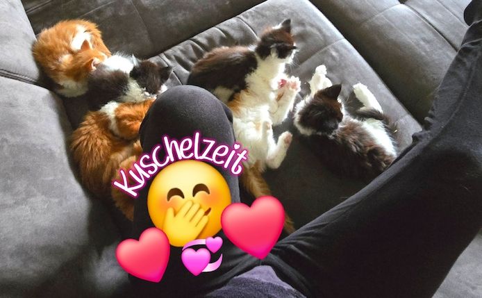 Reinrassige Traum Maine Coon Kitten