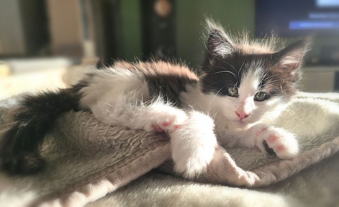 Reinrassige Traum Maine Coon Kitten