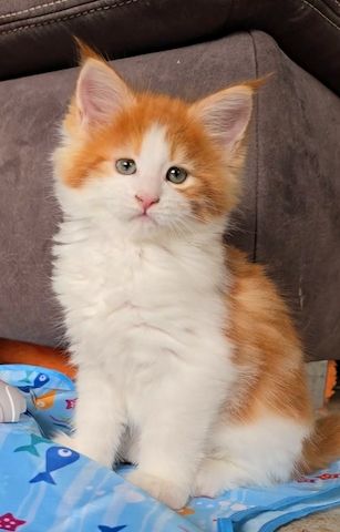 Reinrassige Traum Maine Coon Kitten