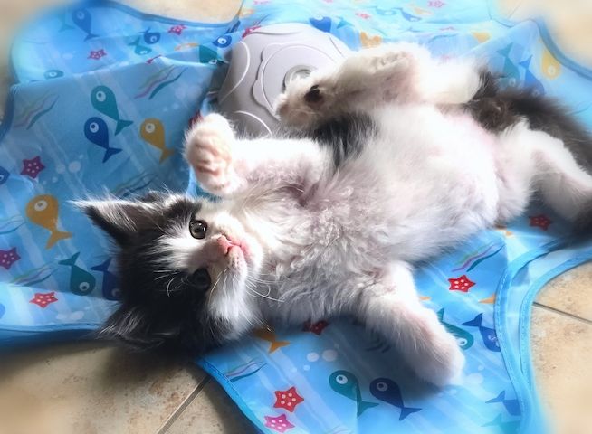 Reinrassige Traum Maine Coon Kitten