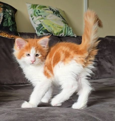 Maine Coon Mädchen / Reinsassige Kitten