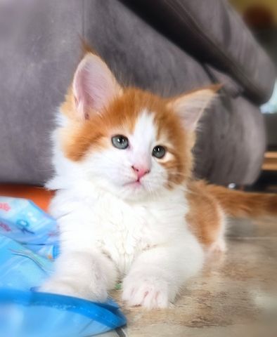 Maine Coon Mädchen / Reinsassige Kitten