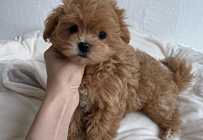 Wunderschöne Maltipoo-Welpen