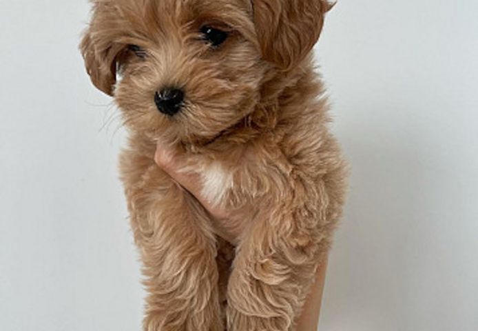 Wunderschöne Maltipoo-Welpen