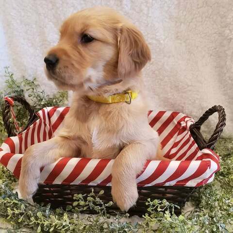 Wir bieten wundervolle Golden-Retriever-Welpen mit exzellenter Abstammung an