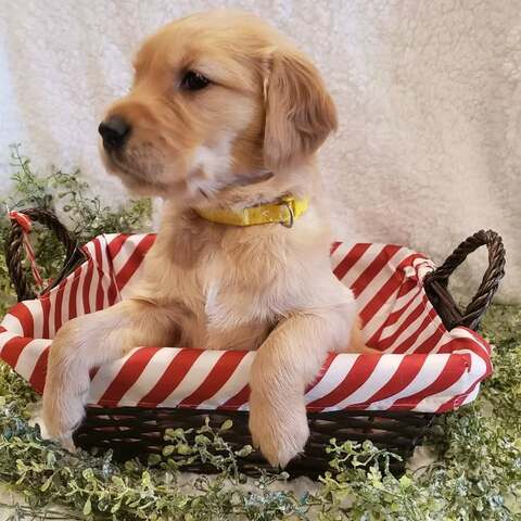 Wir bieten wundervolle Golden-Retriever-Welpen mit exzellenter Abstammung an