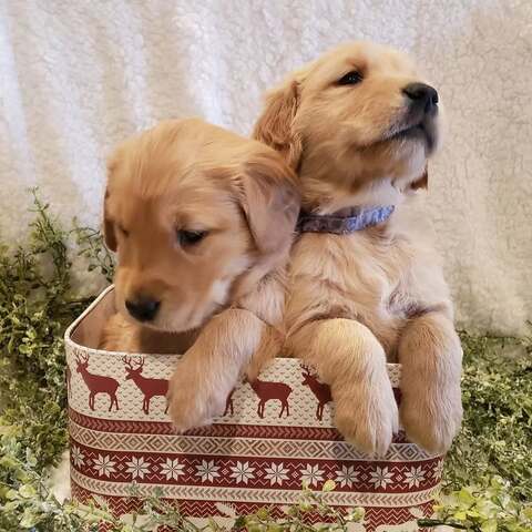 Wir bieten wundervolle Golden-Retriever-Welpen mit exzellenter Abstammung an