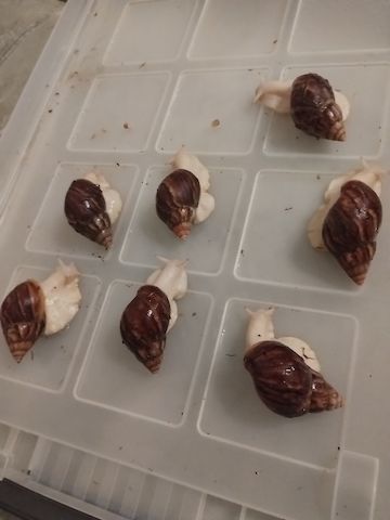 Afrikanische Schnecken (Fulicas)