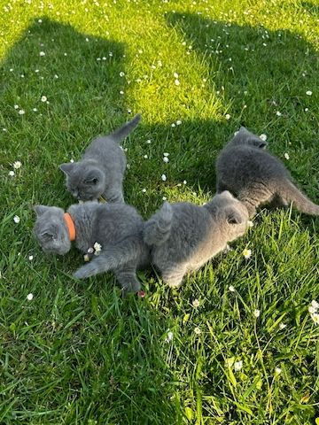 Britische Kurzhaar-Kätzchen