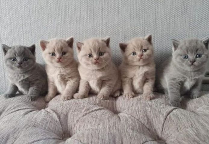 Britische Kurzhaar-Kätzchen