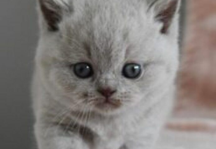 Britische Kurzhaar-Kätzchen