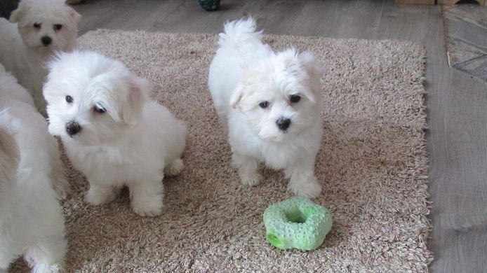Traumhafte Superkleine Erhältlich Mini Malteser Babys Welpen mitpapieren