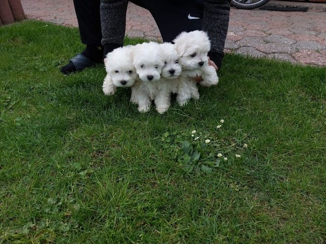 Erhältlich MINI Malteser Welpen 12 Wochen Zum Verschenken