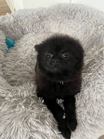 MINI-POMERANIAN ZWERGSPITZ BOOWELPEN ZUM