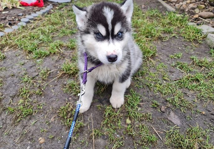 Erhältlich Siberian Husky Welpen mit papieren