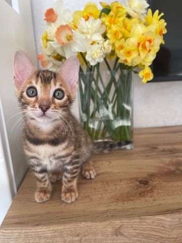 Bengal kitten mit Stammbaum