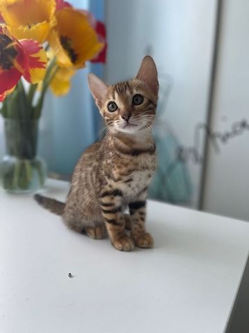 Bengal kitten mit Stammbaum