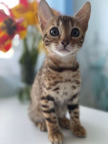 Bengal kitten mit Stammbaum