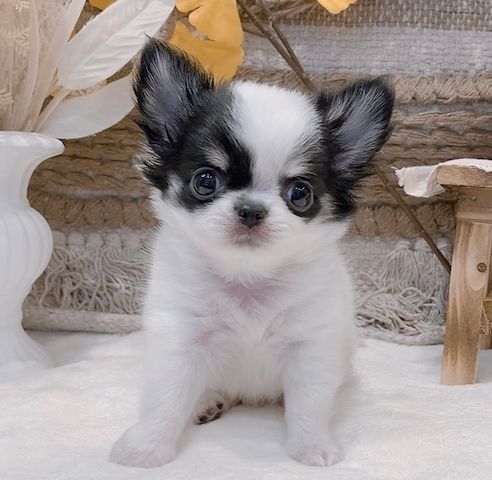 Chihuahua-Welpe zur Adoption