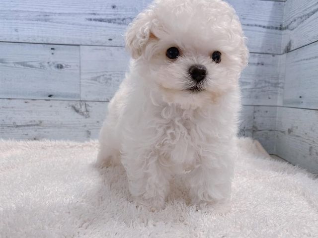 Weiblicher Pudel zur Adoption verfügbar