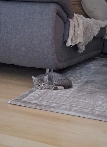 Der kleiner mann ist ein Britischer kurz ab sofort zu haben 