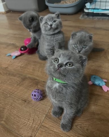 Reinrassige BKH Kitten in blau 