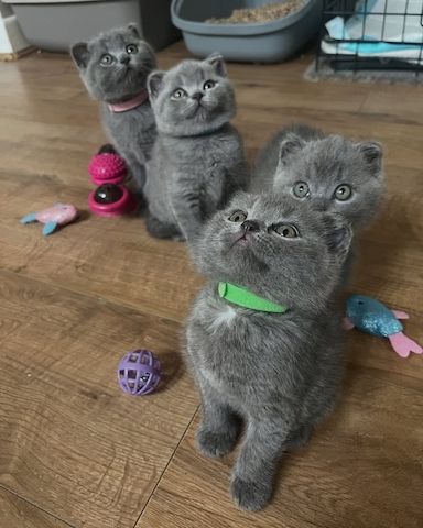 Reinrassige BKH Kitten in blau 