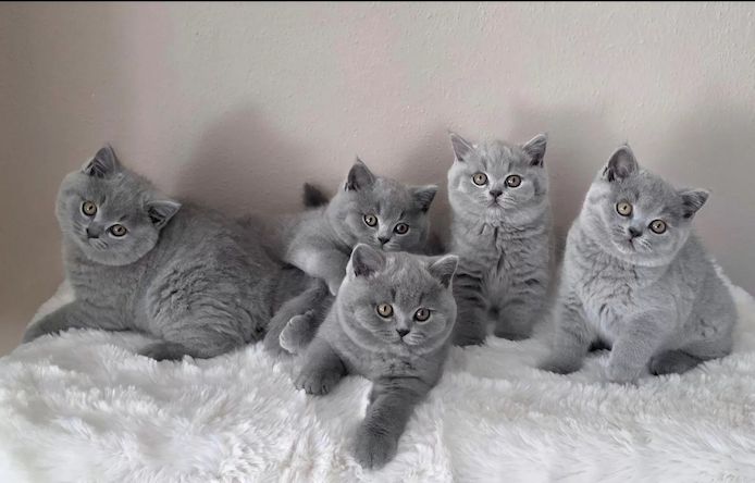 BKH Kitten reinrassig, geimpft & entwurmt abgabebereit