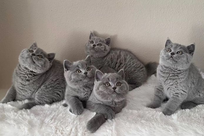 BKH Kitten reinrassig, geimpft & entwurmt abgabebereit