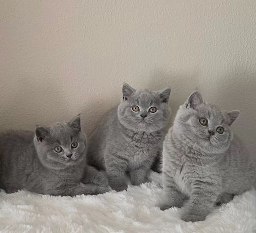 BKH Kitten reinrassig, geimpft & entwurmt abgabebereit