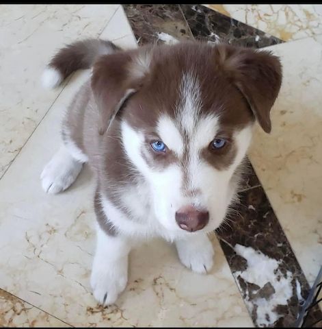 Beautiful purebred Siberian Huskies.