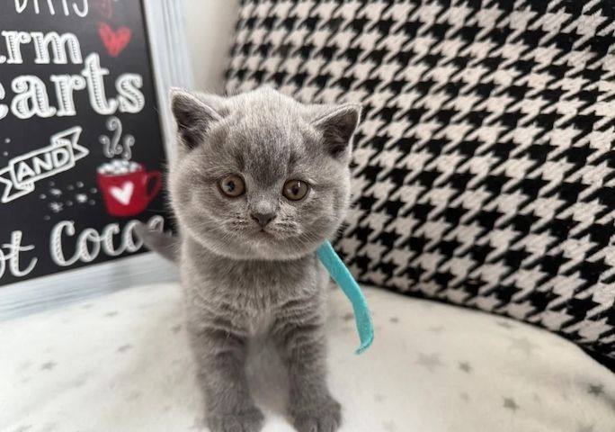 Zwei bezaubernde Britisch Kurzhaar-Kätzchen