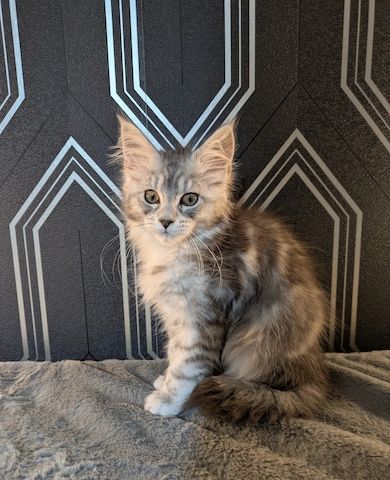 Maine-Coon-Kätzchen