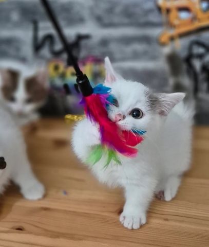 Wir haben Munchkin-Kätzchen abzugeben.