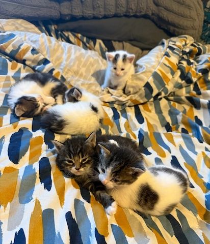 Norwegische Waldkatzen