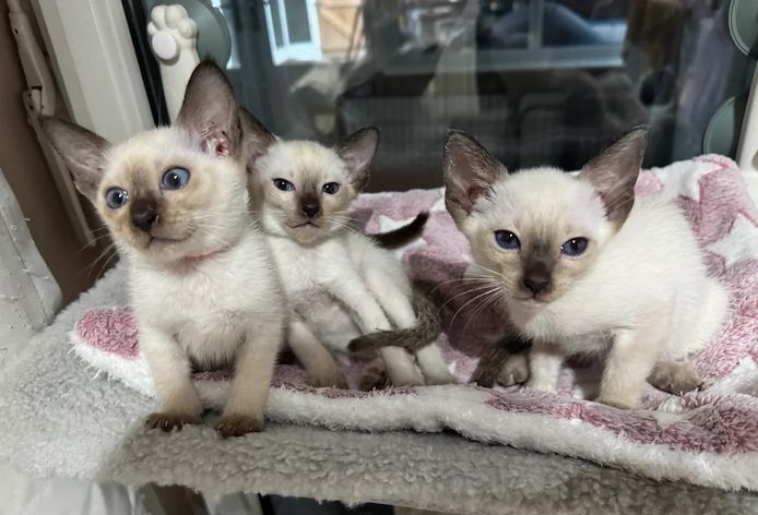 Siamkätzchen verfügbar