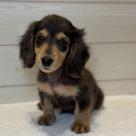 Dackelwelpe zur Adoption