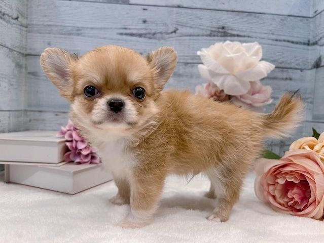 Chihuahua-Welpe zur Adoption