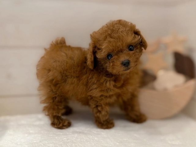 Weiblicher Pudel zur Adoption verfügbar