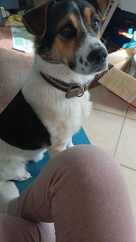 Wir suchen ein liebevolles, neues Zuhause für unseren Hund