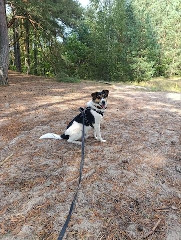 Wir suchen ein liebevolles, neues Zuhause für unseren Hund