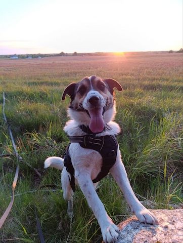 Wir suchen ein liebevolles, neues Zuhause für unseren Hund