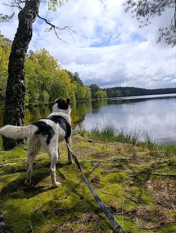 Wir suchen ein liebevolles, neues Zuhause für unseren Hund
