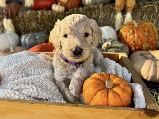 Goldendoodle puppies