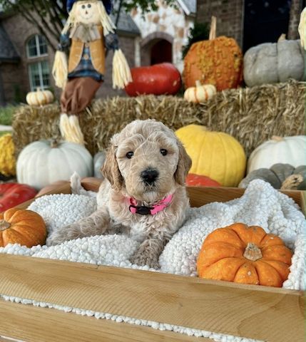 Goldendoodle puppies